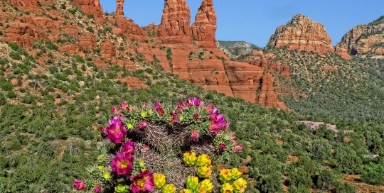 Cactus at Church